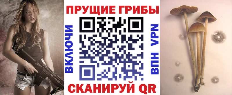 Псилоцибиновые грибы мицелий купить наркотики цена Плавск